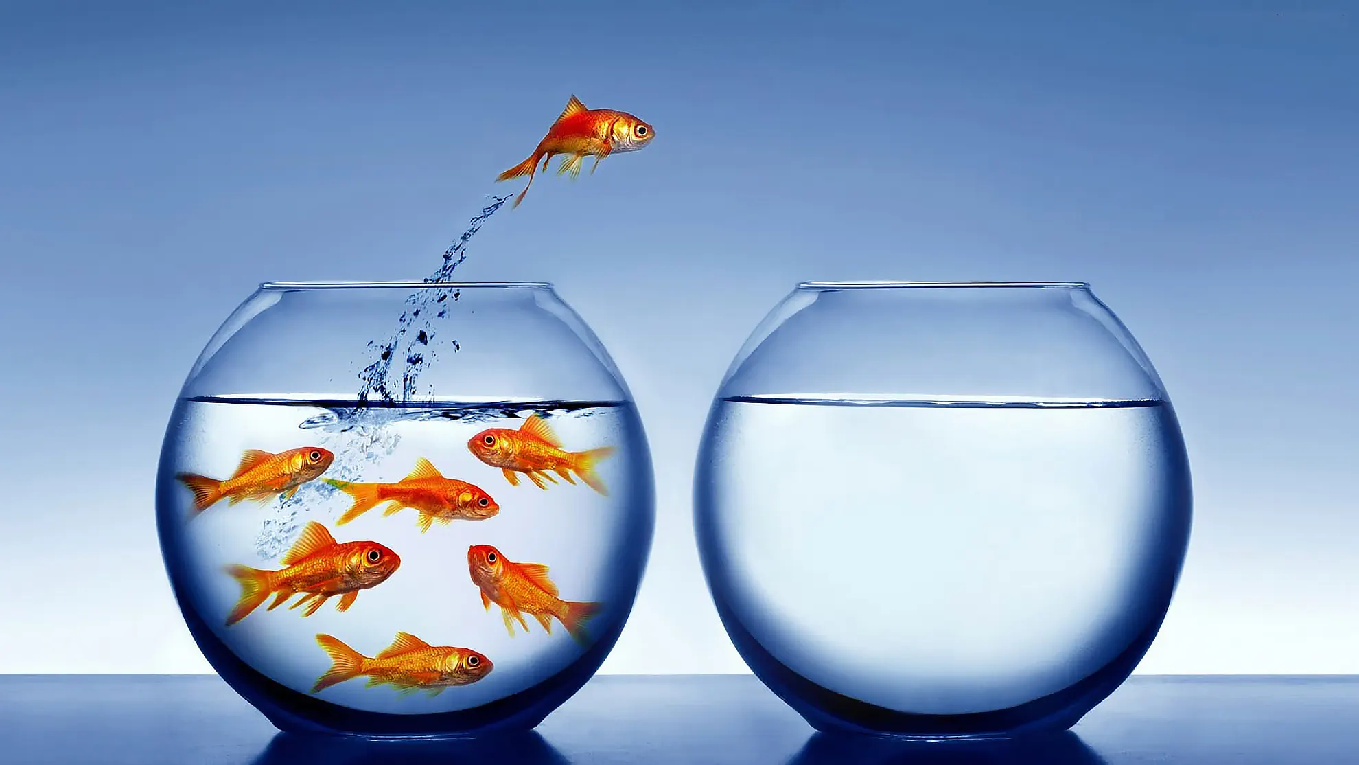 You are currently viewing Rethinking HACCP: Is Our Current Approach Following a Logical Risk Management Sequence?